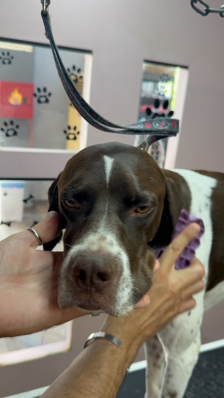 Grooming για κοντότριχα σκυλάκια