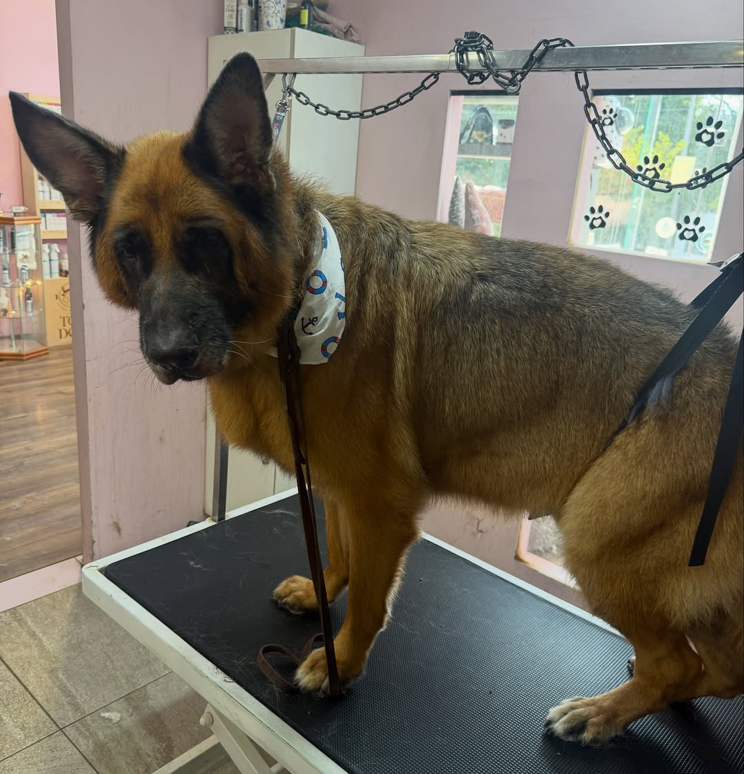 Σκυλάκι μετά από grooming στο Miss Frankie Grooming Studio