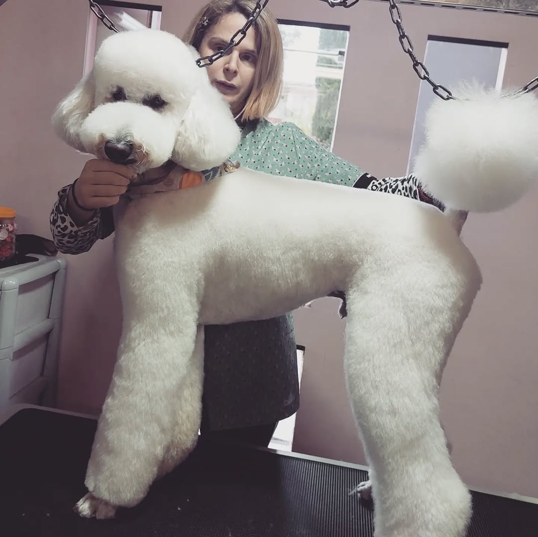 Grooming details Poodle