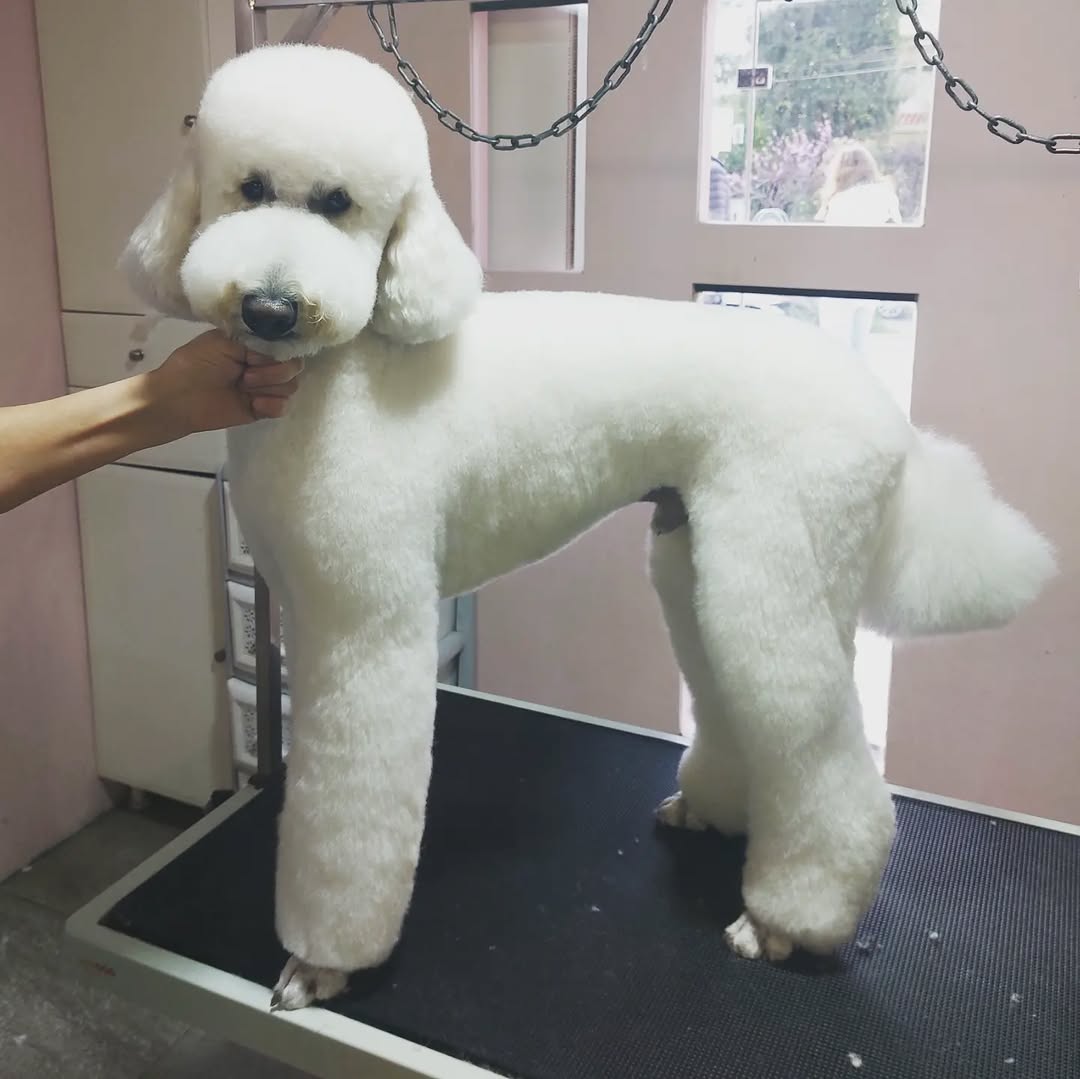 Σκυλάκι μετά από grooming στο Miss Frankie Grooming Studio